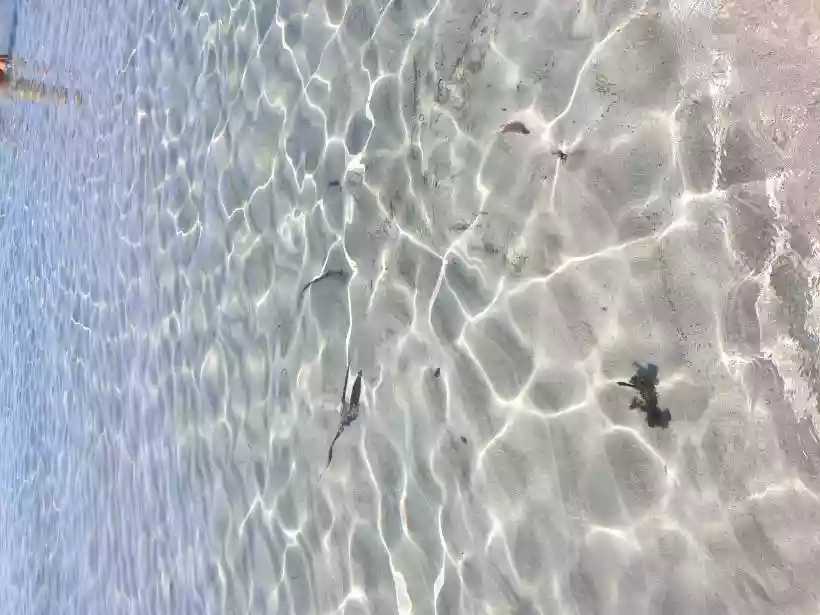 Ingrandisci questa immagine