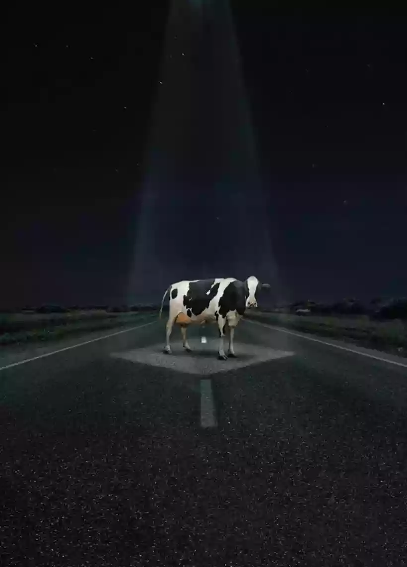 Ingrandisci questa immagine