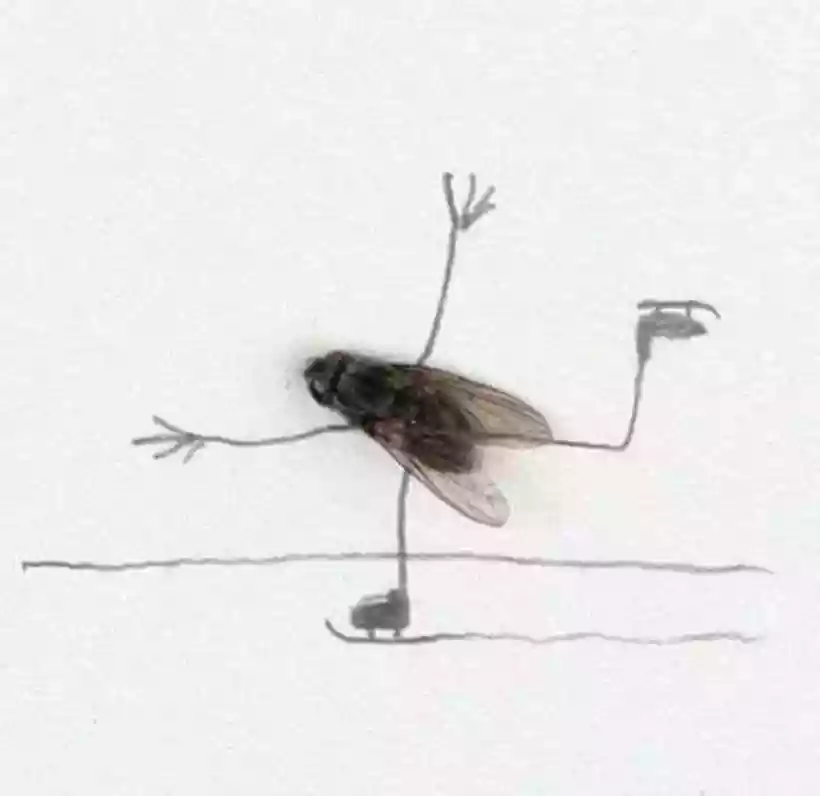 Ingrandisci questa immagine