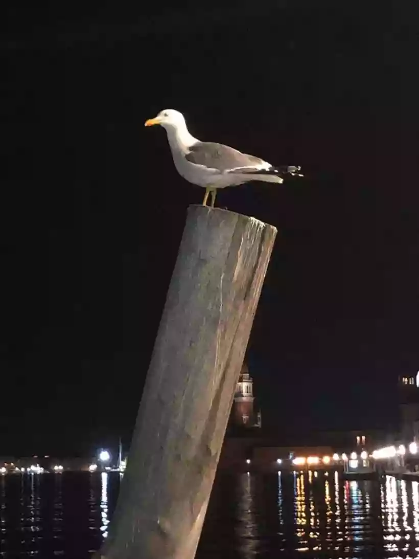 Ingrandisci questa immagine