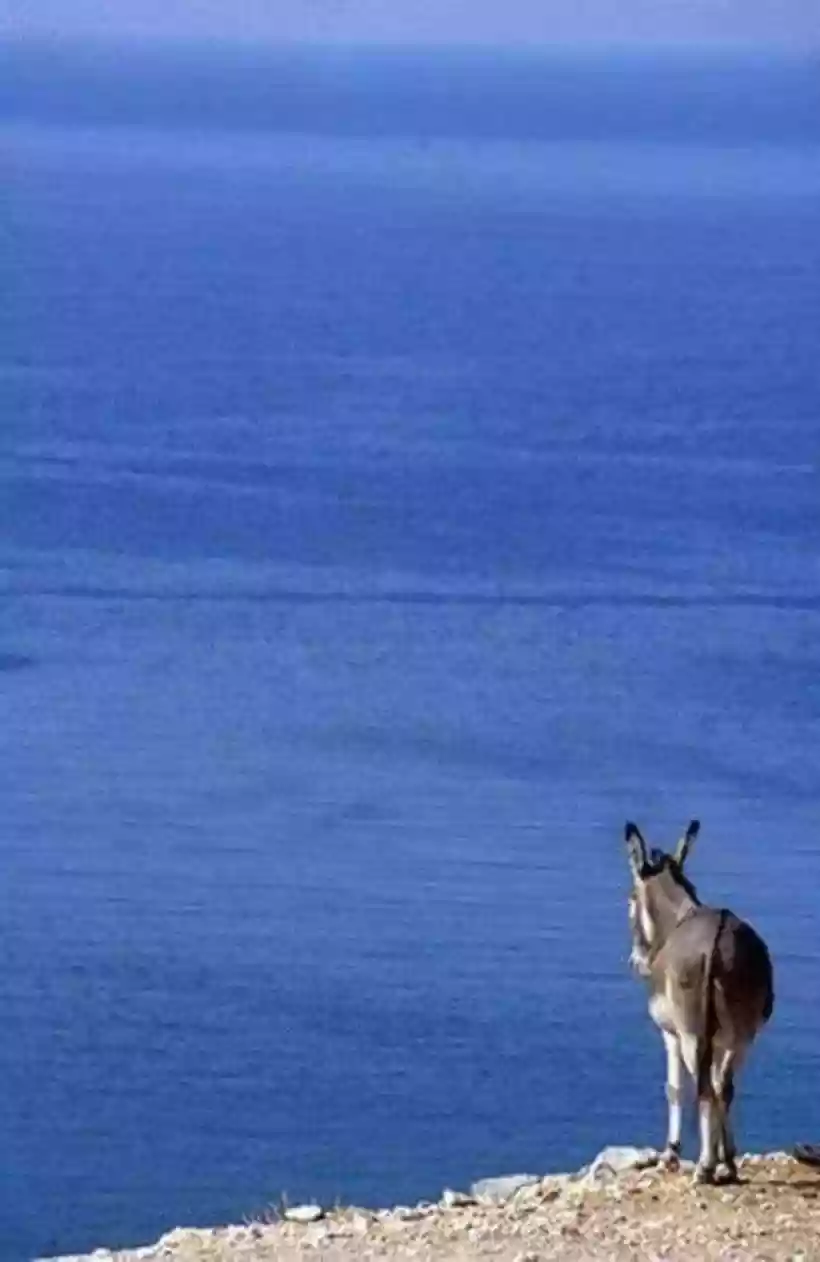 Ingrandisci questa immagine