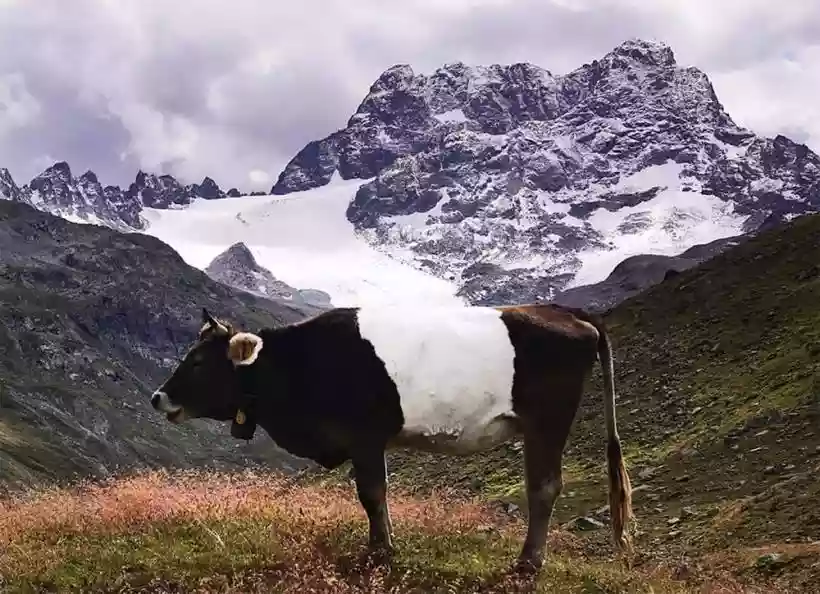 Ingrandisci questa immagine