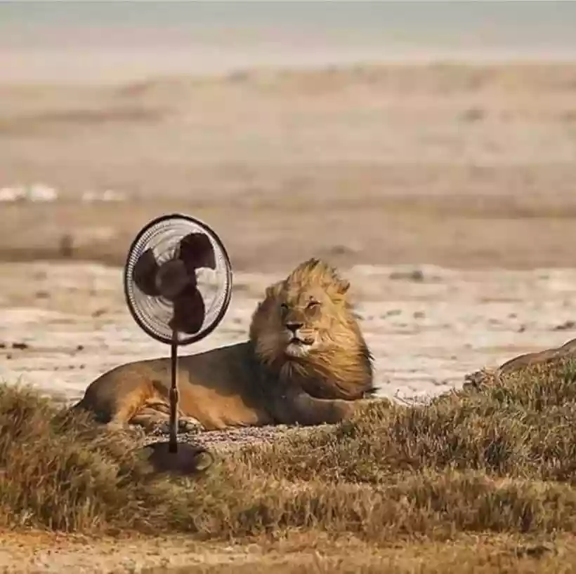 Ingrandisci questa immagine