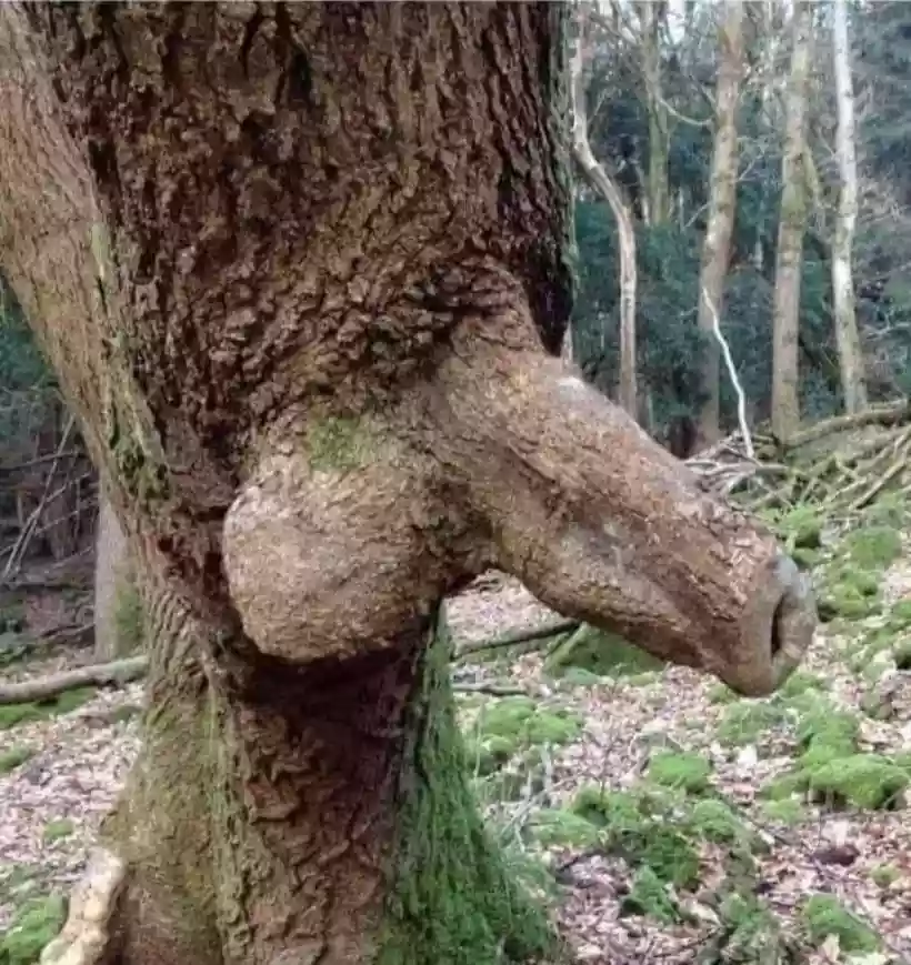 Ingrandisci questa immagine