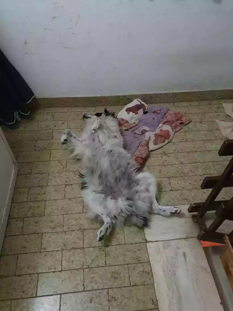 Ingrandisci questa immagine