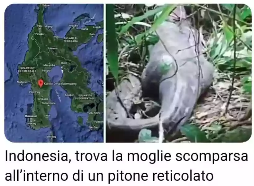 Ingrandisci questa immagine