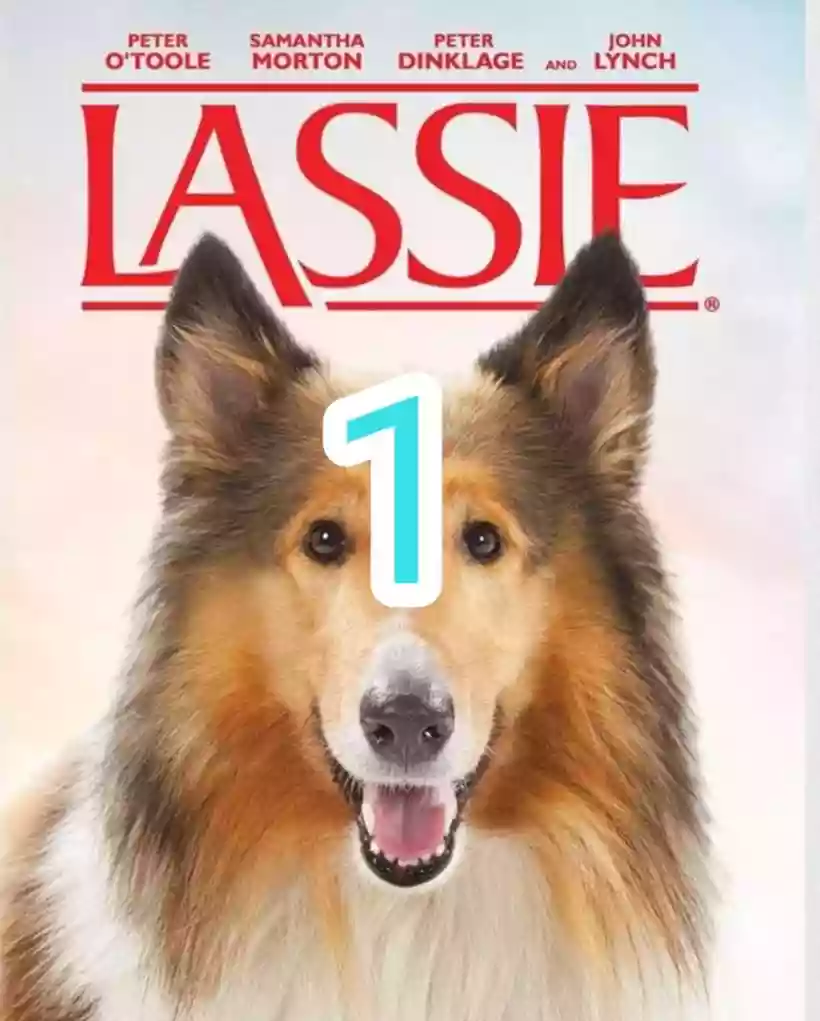 Ingrandisci questa immagine