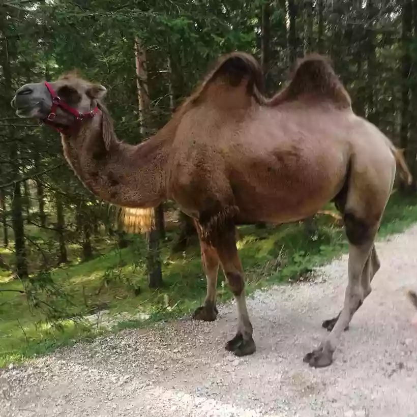 Ingrandisci questa immagine