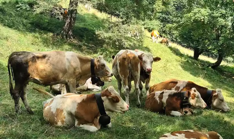 Ingrandisci questa immagine