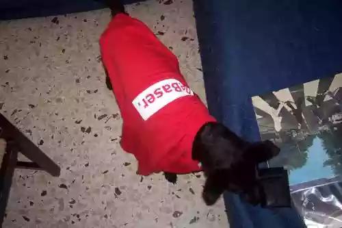 santi_bailor indossa zzzzzzzzz